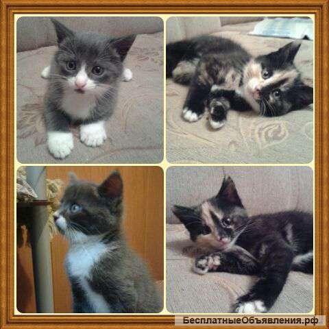 Бесплатно котята в добрые руки