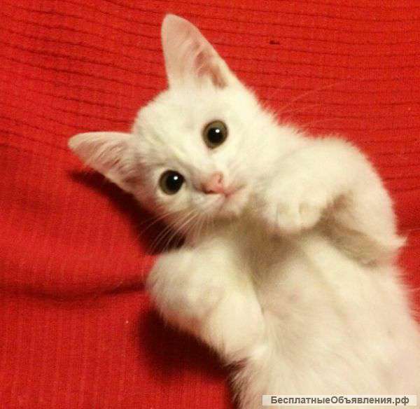 Отдам котёнка