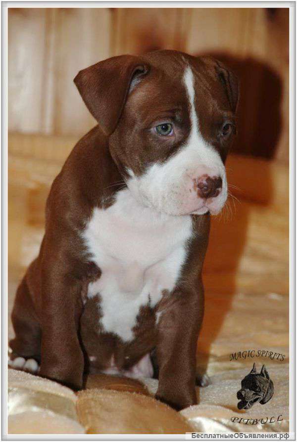 Щенок питбуля из питомника (UCI)
