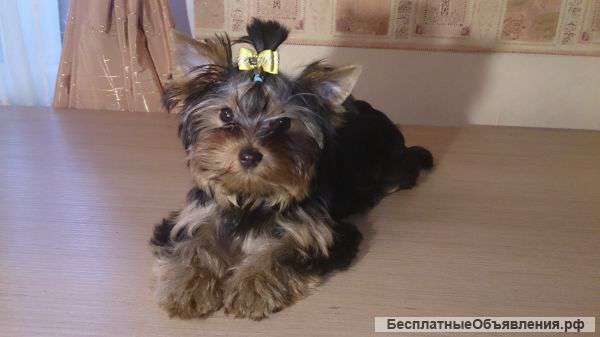 Щенки йоркширского терьера мальчик и девочка 3 мес