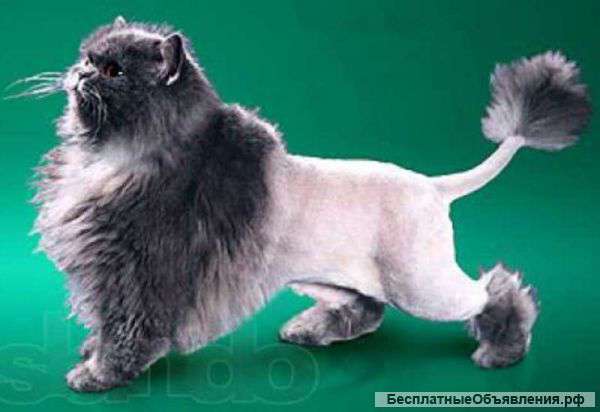 Стрижка кошек без наркоза