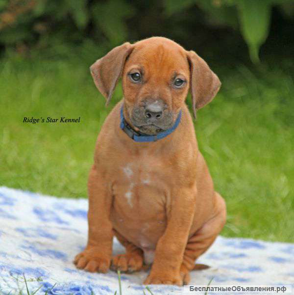 Щенки родезийского риджбека