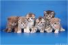 Шотландские и британские котята