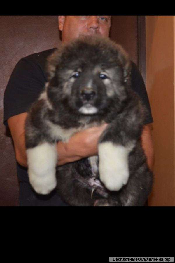 Щенки кавказской овчарки