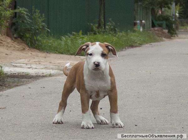Американский стаффордширский терьер - щенки