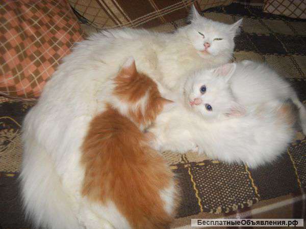 Ангорские котята