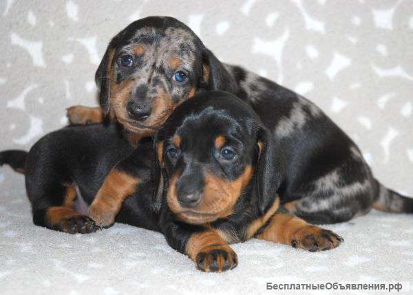 Щенки таксы редкого окраса