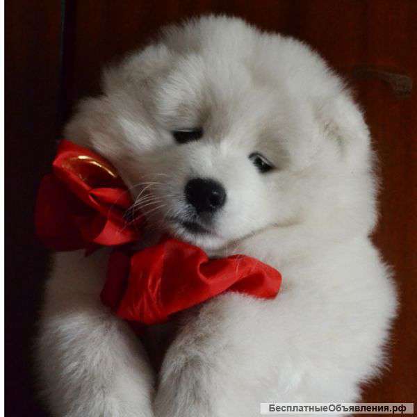 Самоед - снежная сказка