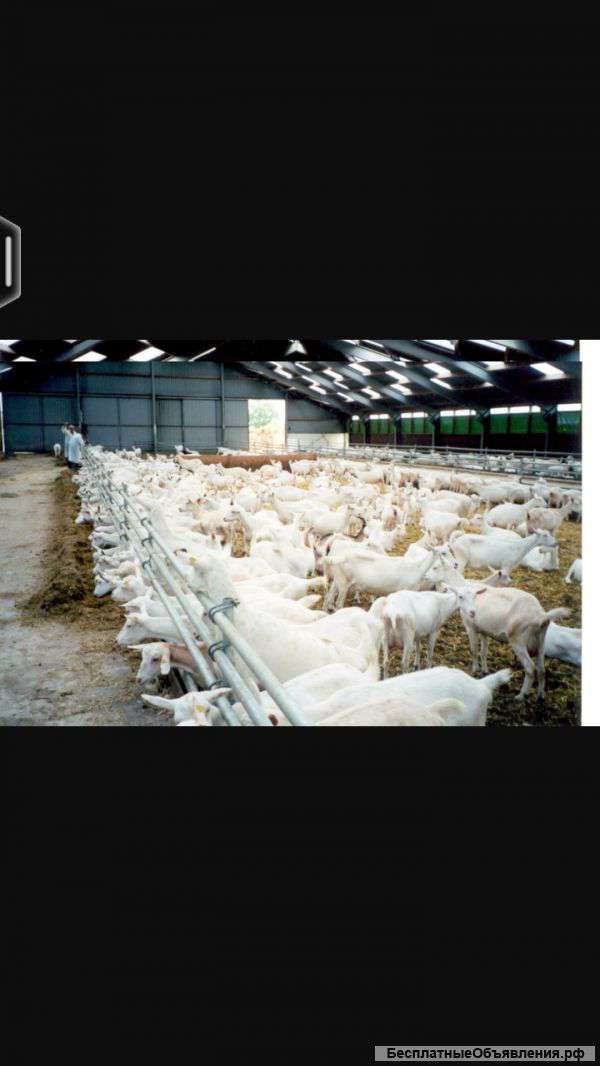 Ищу спонсора для развитие фермы молочных дойных коз