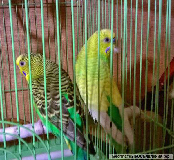 Попугайчиков