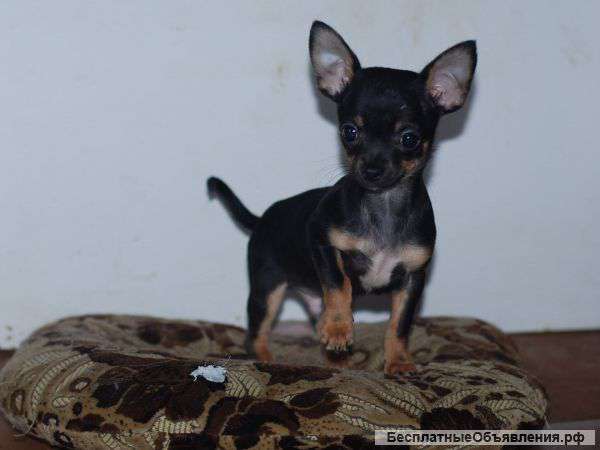 Щенки чихуахуа в Подольске