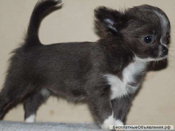 Голубая девочка чих