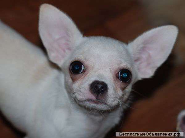 Мини девочка чихуа