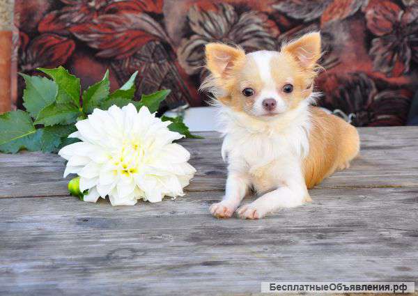 Шикарная девочка чихуа