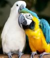 Разных видов попугаев