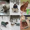 Домашняя зооняня для собак, кошек