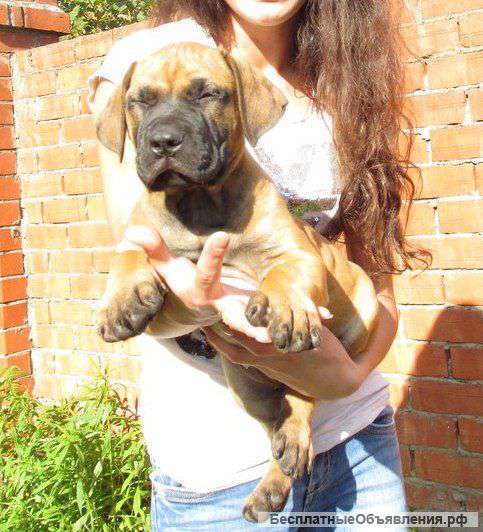 Щенки Южно Африканский Бурбуль