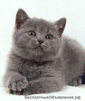 Британские котята