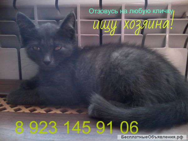 Котенок в дар