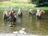 6 племенных лошадей