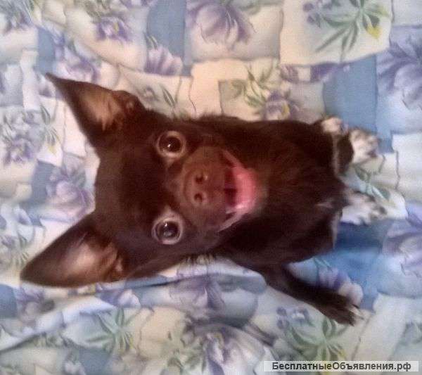 Чихуа в добрые руки