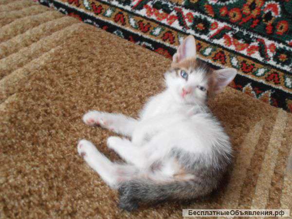 Сибирские котята