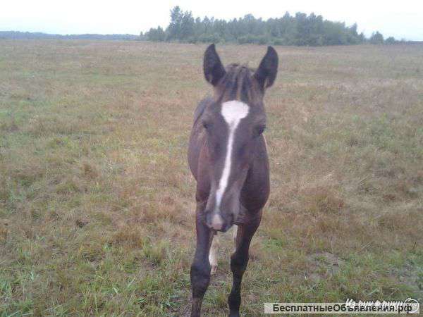 Жеребенка
