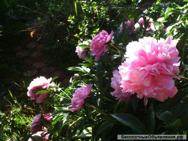 Дача с земельными участком 5,5 сот