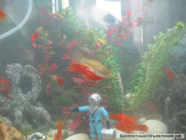 Меченосцы красные и зелёные, гуппи