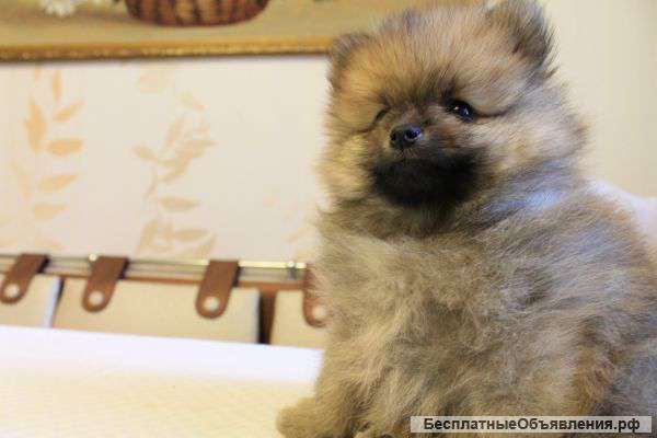 Очаровательные шпицы