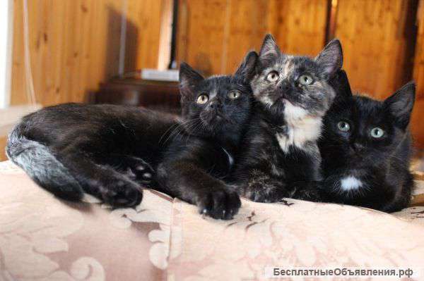Котята