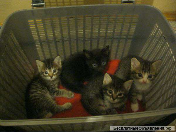 В хорошие руки