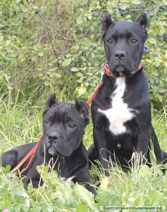 Подрощен. девочки кане-корсо. РКФ. Рассрочка