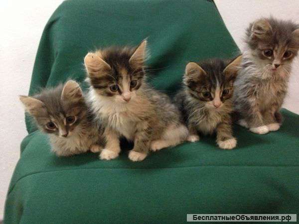 Веселые пушистики