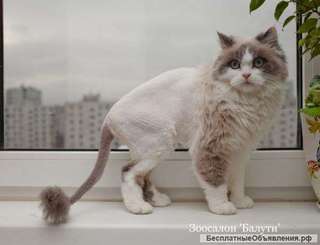 Стрижка кошки, кота в Таганская, Печатники, Пушкино. Удаление колтунов. Бритье без наркоза.