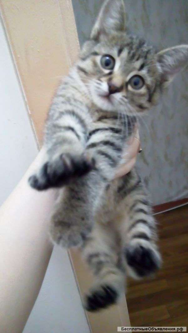 Отдам в хорошие руки двух милых котят