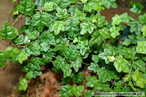 Куплю фикус Дуболистный