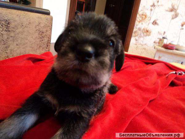 Щенки миттельшнауцера ищут своих хозяев