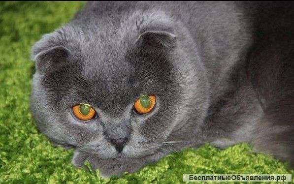 Вязка с шотландским висолоухим котом