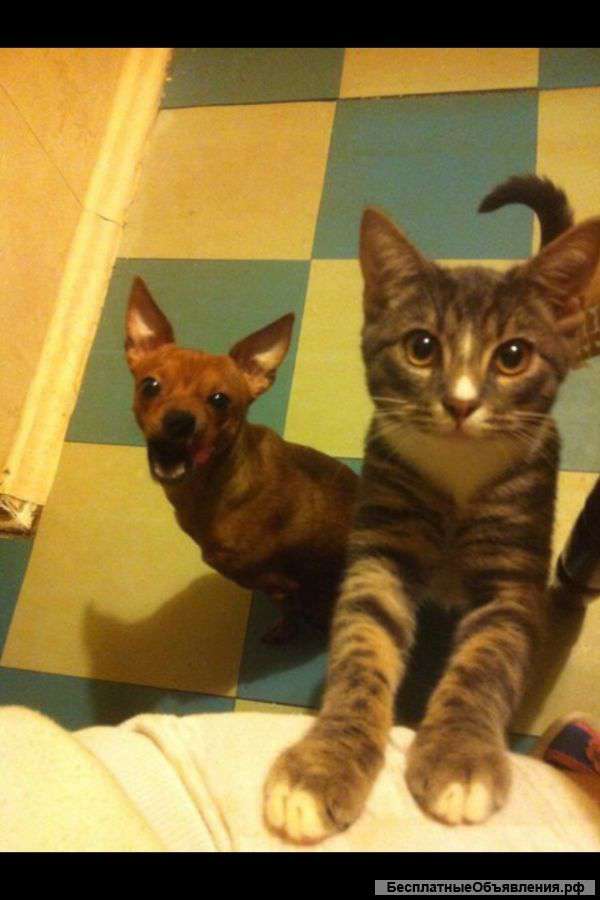 Отдам котенка в добрые руки