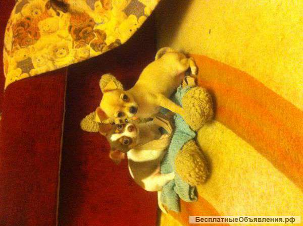 Щенки чихуахуа гладкошерстные