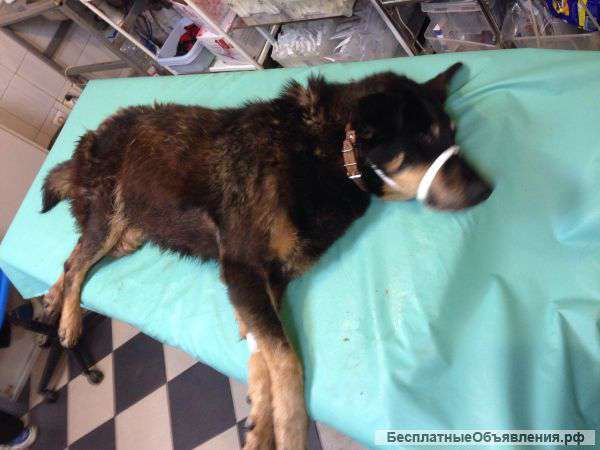 Бездомная собачка ищет нового хозяина