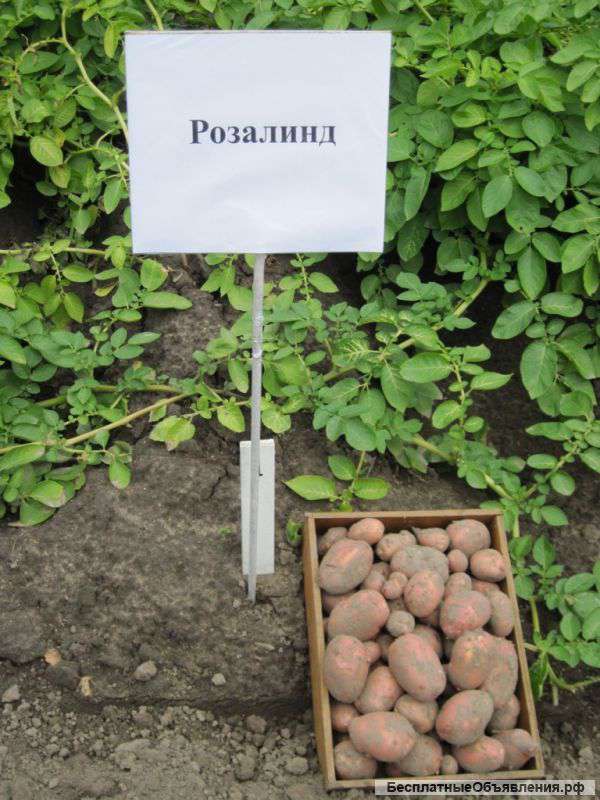 Картофель сорт Розалинд (Сухобузимо)