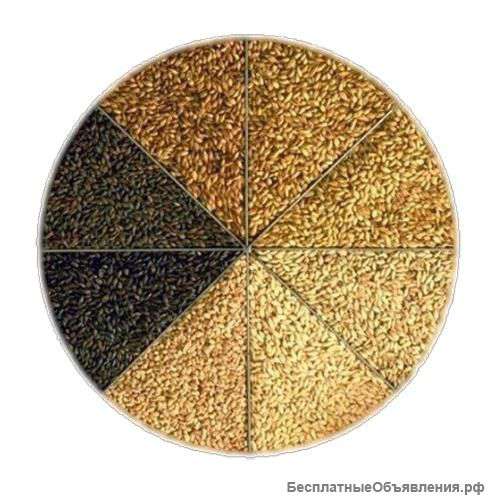 Солод бльгийский