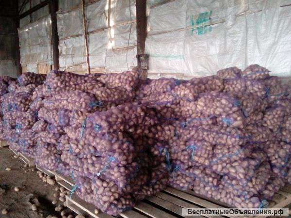 Картофель в сетках готовый к вывозу