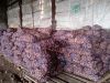 Картофель в сетках готовый к вывозу