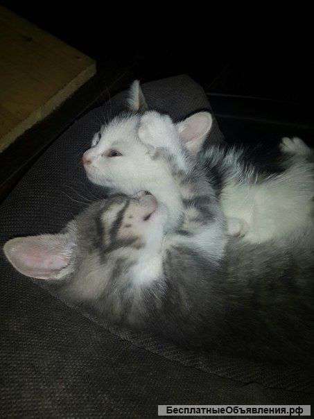 Отдам котят