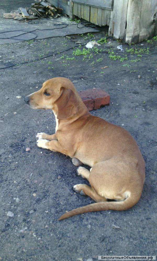 Отдеатся такса