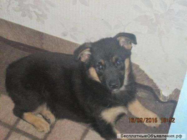 Щенок немецкой овчарки