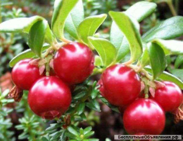 Клюква спелая